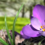 Пример работы обоев Nature Live: Spring Flowers XL